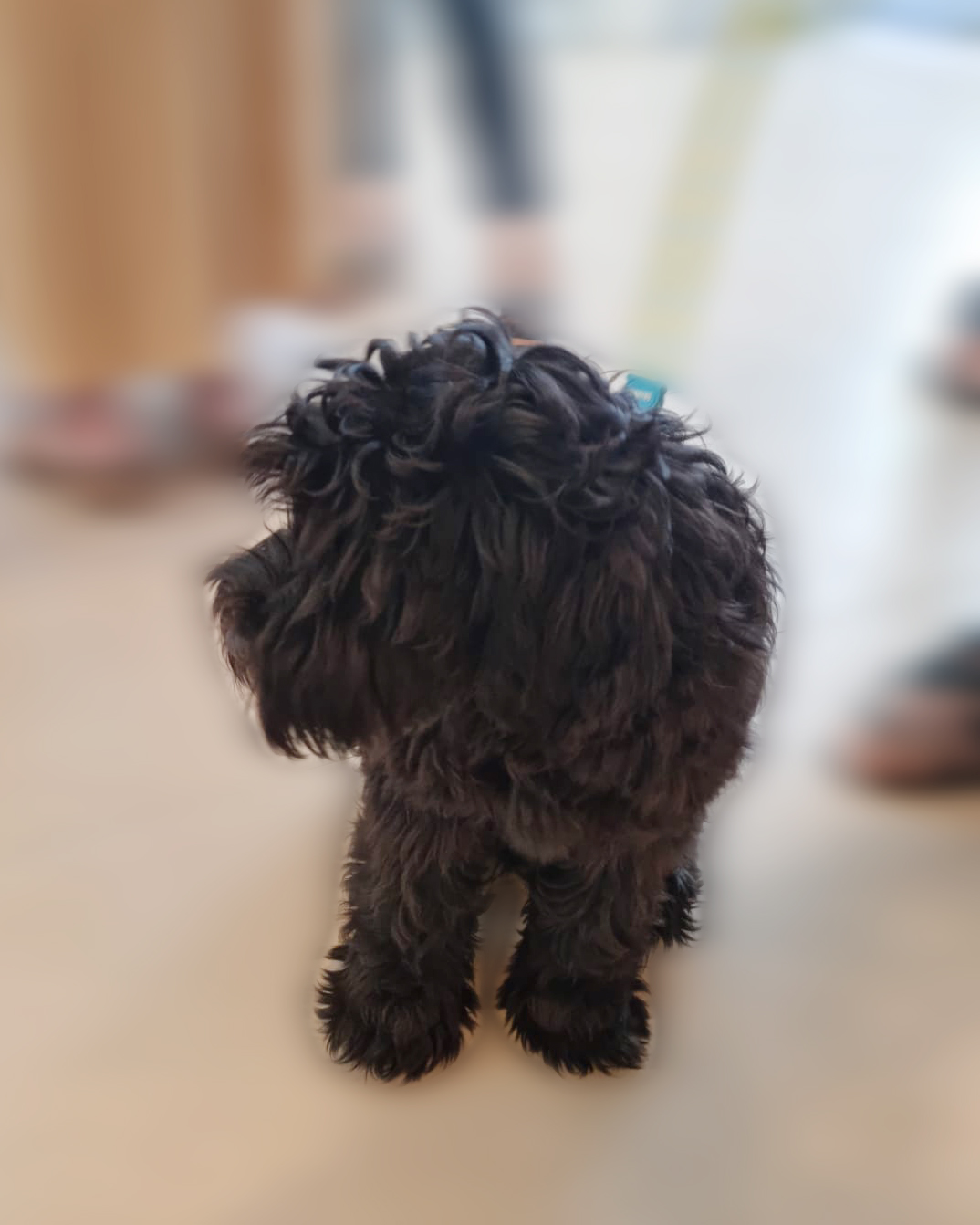 Oreo